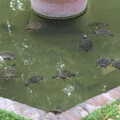 The next morning, the terrapins are out in force, The Open Education Challenge, Barcelona, Catalonia - 13th July 2014