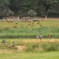 A flock of colourful sheep, Latitude Festival, Henham Park, Southwold, Suffolk - 17th July 2014