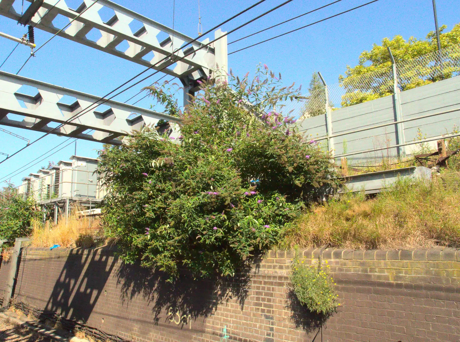 Network Rail has an ongoing fight with Buddleia, from A Week on the Rails, Stratford and Liverpool Street, London - 23rd July