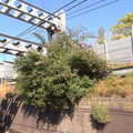 Network Rail has an ongoing fight with Buddleia, A Week on the Rails, Stratford and Liverpool Street, London - 23rd July