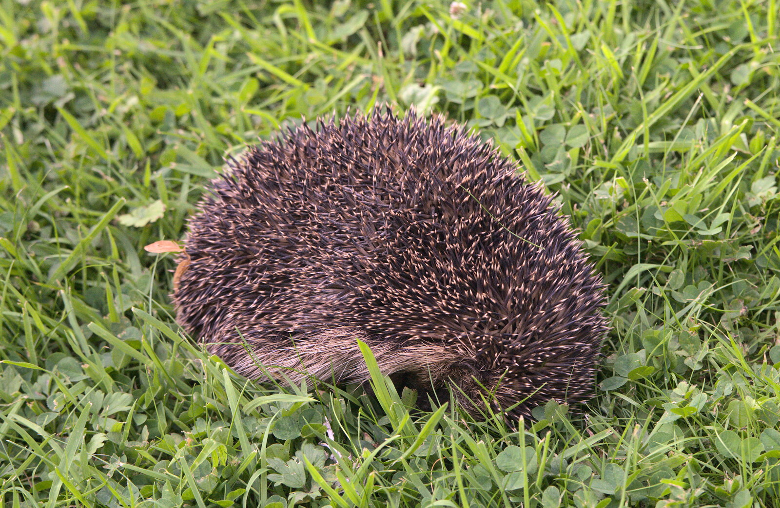 Hedgey the Hedgehog appears in the garden from Bob and Bernice's 50th Wedding Anniversary, Hinton Admiral, Dorset - 25th July 2014