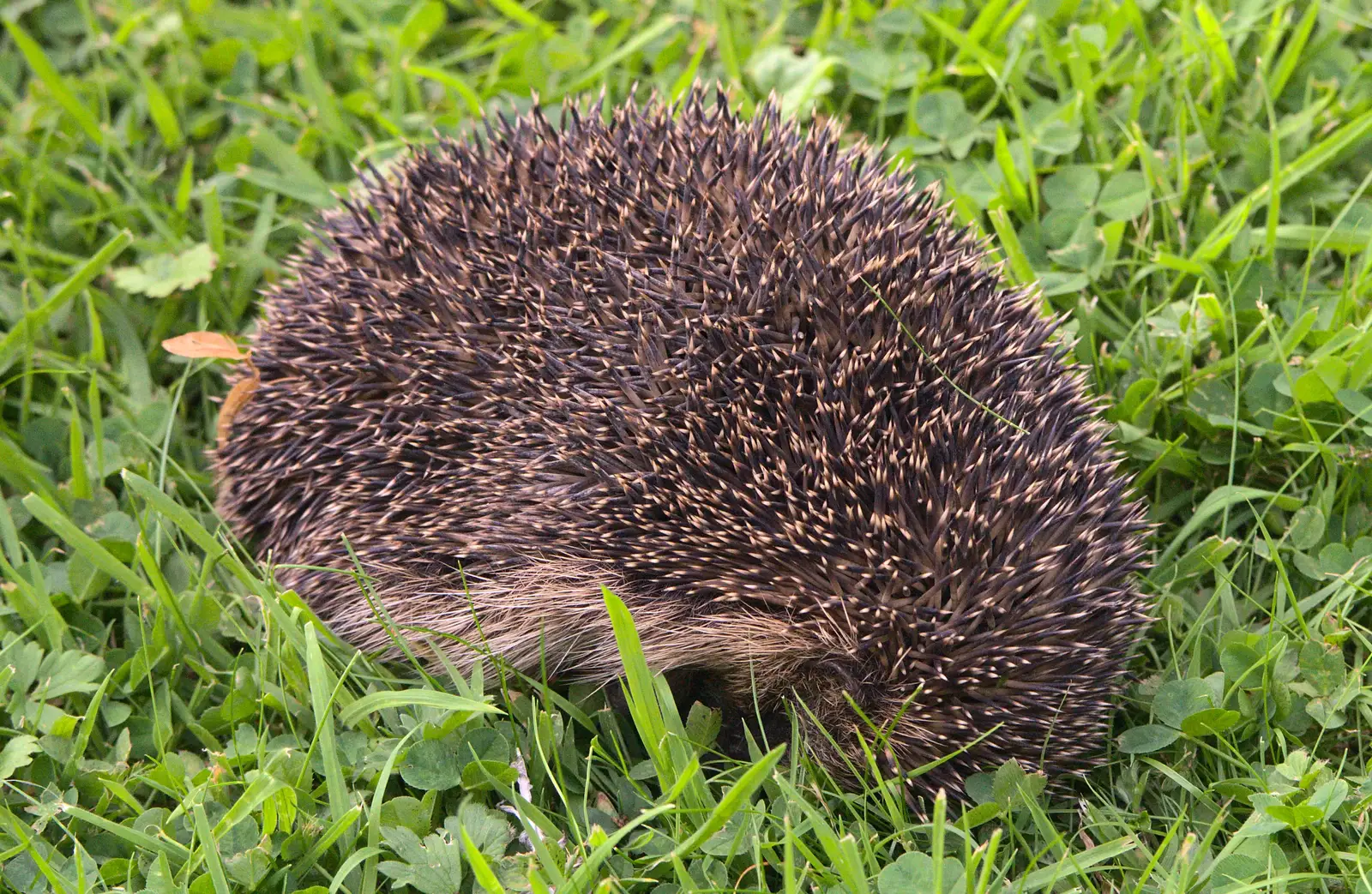 Hedgey the Hedgehog appears in the garden, from Bob and Bernice's 50th Wedding Anniversary, Hinton Admiral, Dorset - 25th July 2014