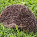 Hedgey the Hedgehog appears in the garden, Bob and Bernice's 50th Wedding Anniversary, Hinton Admiral, Dorset - 25th July 2014