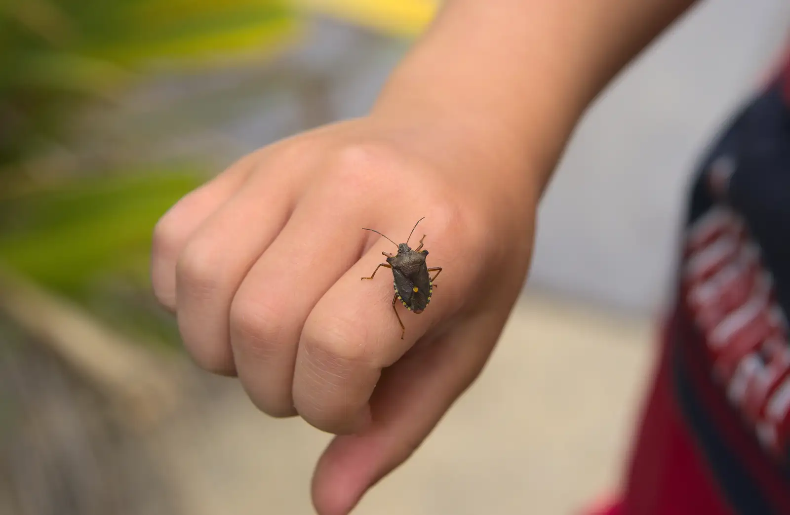 Fred's found a shield bug, from Bob and Bernice's 50th Wedding Anniversary, Hinton Admiral, Dorset - 25th July 2014