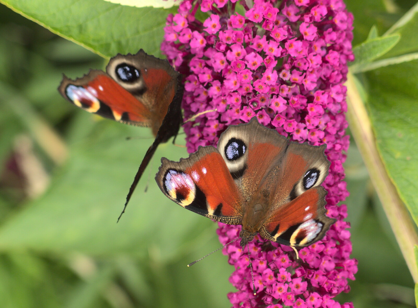 The buddleia at Diss is heaving with butterflies from The BSCC at Harleston, and a Visit From Cambridge, Brome, Suffolk - 31st July 2014