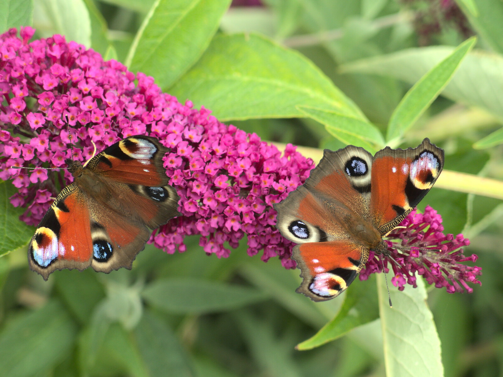 Peacock butterfies on the buddleia from The BSCC at Harleston, and a Visit From Cambridge, Brome, Suffolk - 31st July 2014