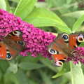 The BSCC at Harleston, and a Visit From Cambridge, Brome, Suffolk - 31st July 2014, Peacock butterfies on the buddleia