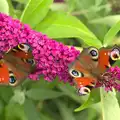 Peacock butterfies on the buddleia at Diss station, The BSCC at Harleston, and a Visit From Cambridge, Brome, Suffolk - 31st July 2014