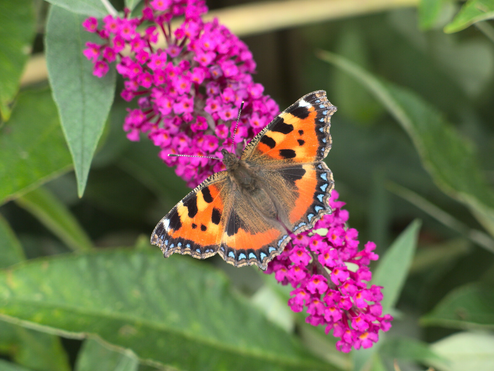 A Red Admiral butterfly from The BSCC at Harleston, and a Visit From Cambridge, Brome, Suffolk - 31st July 2014