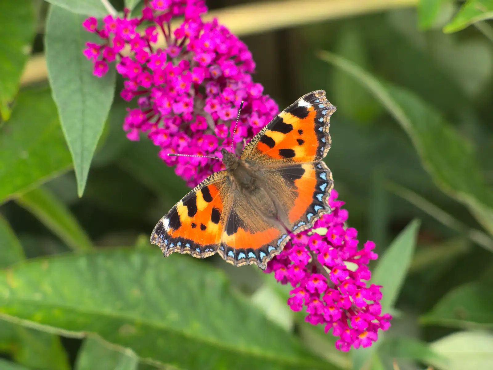 A Red Admiral butterfly, from The BSCC at Harleston, and a Visit From Cambridge, Brome, Suffolk - 31st July 2014