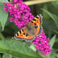 The BSCC at Harleston, and a Visit From Cambridge, Brome, Suffolk - 31st July 2014, A Red Admiral butterfly