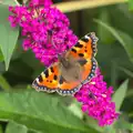 A Red Admiral butterfly, The BSCC at Harleston, and a Visit From Cambridge, Brome, Suffolk - 31st July 2014