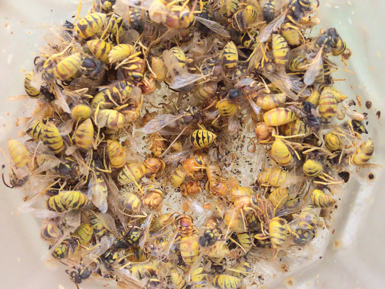 An old light fitting has a hundred dead wasps, from The BSCC at Harleston, and a Visit From Cambridge, Brome, Suffolk - 31st July 2014