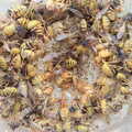 The BSCC at Harleston, and a Visit From Cambridge, Brome, Suffolk - 31st July 2014, An old light fitting has a hundred dead wasps