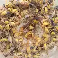 An old light fitting has a hundred dead wasps, The BSCC at Harleston, and a Visit From Cambridge, Brome, Suffolk - 31st July 2014