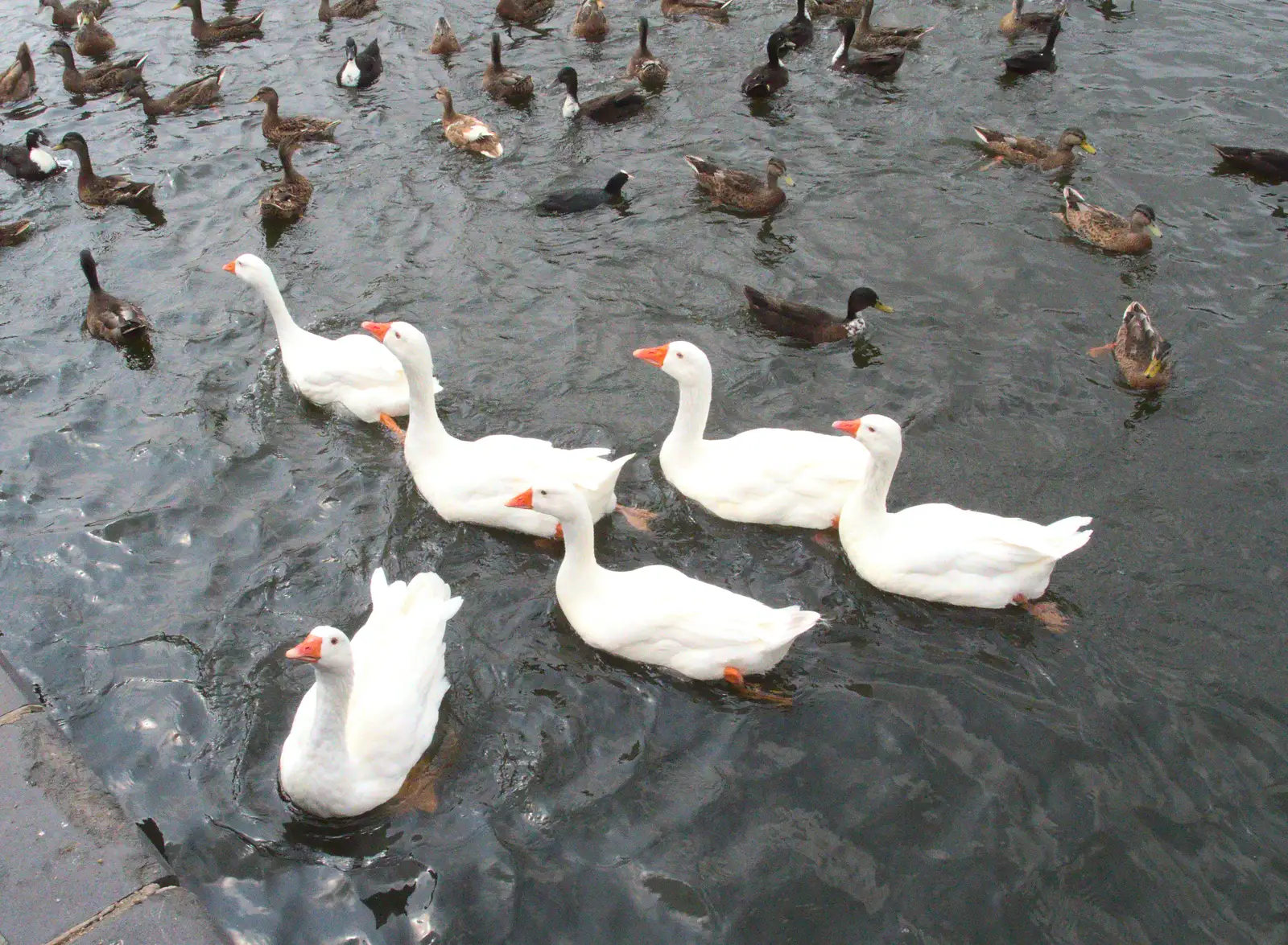 A gang of bossy geese trundle around, from The BSCC at Harleston, and a Visit From Cambridge, Brome, Suffolk - 31st July 2014