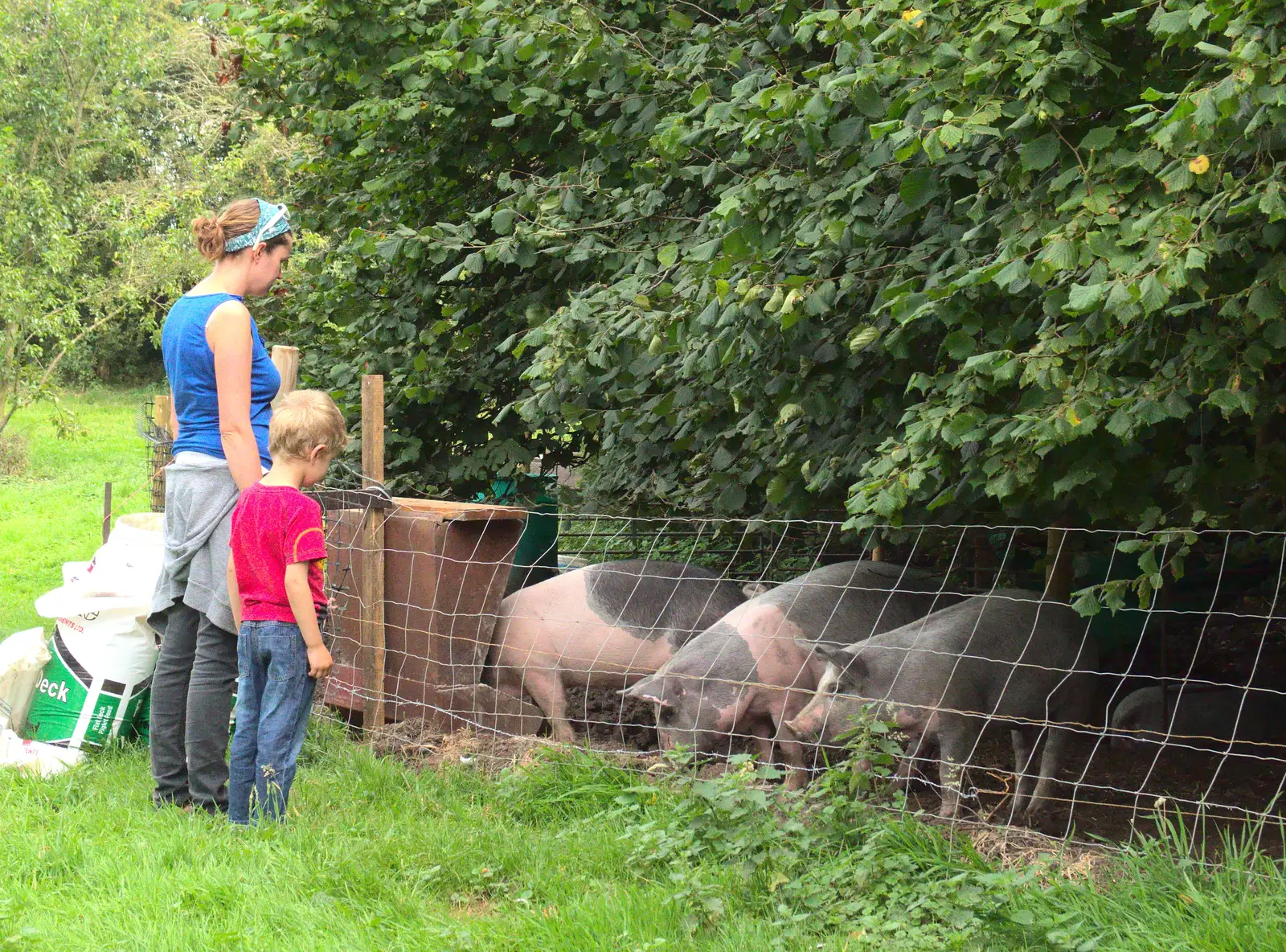 Mikey-P's pigs have moved over to Wavy's, from The BSCC at Harleston, and a Visit From Cambridge, Brome, Suffolk - 31st July 2014