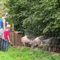 Mikey-P's pigs have moved over to Wavy's, The BSCC at Harleston, and a Visit From Cambridge, Brome, Suffolk - 31st July 2014