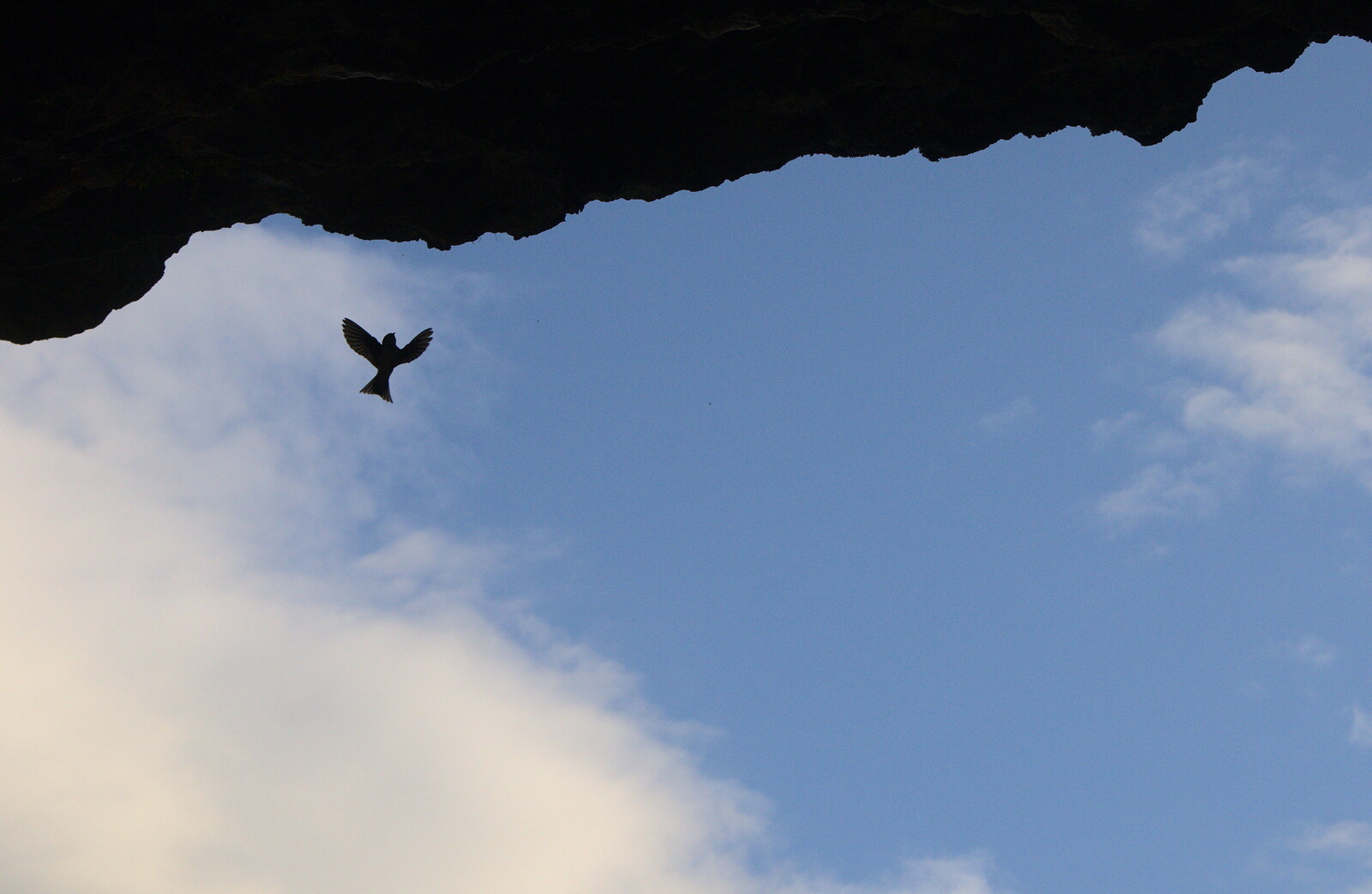 A Housemartin comes back to its nest from Camping at Silver Strand, Wicklow, County Wicklow, Ireland - 7th August 2014