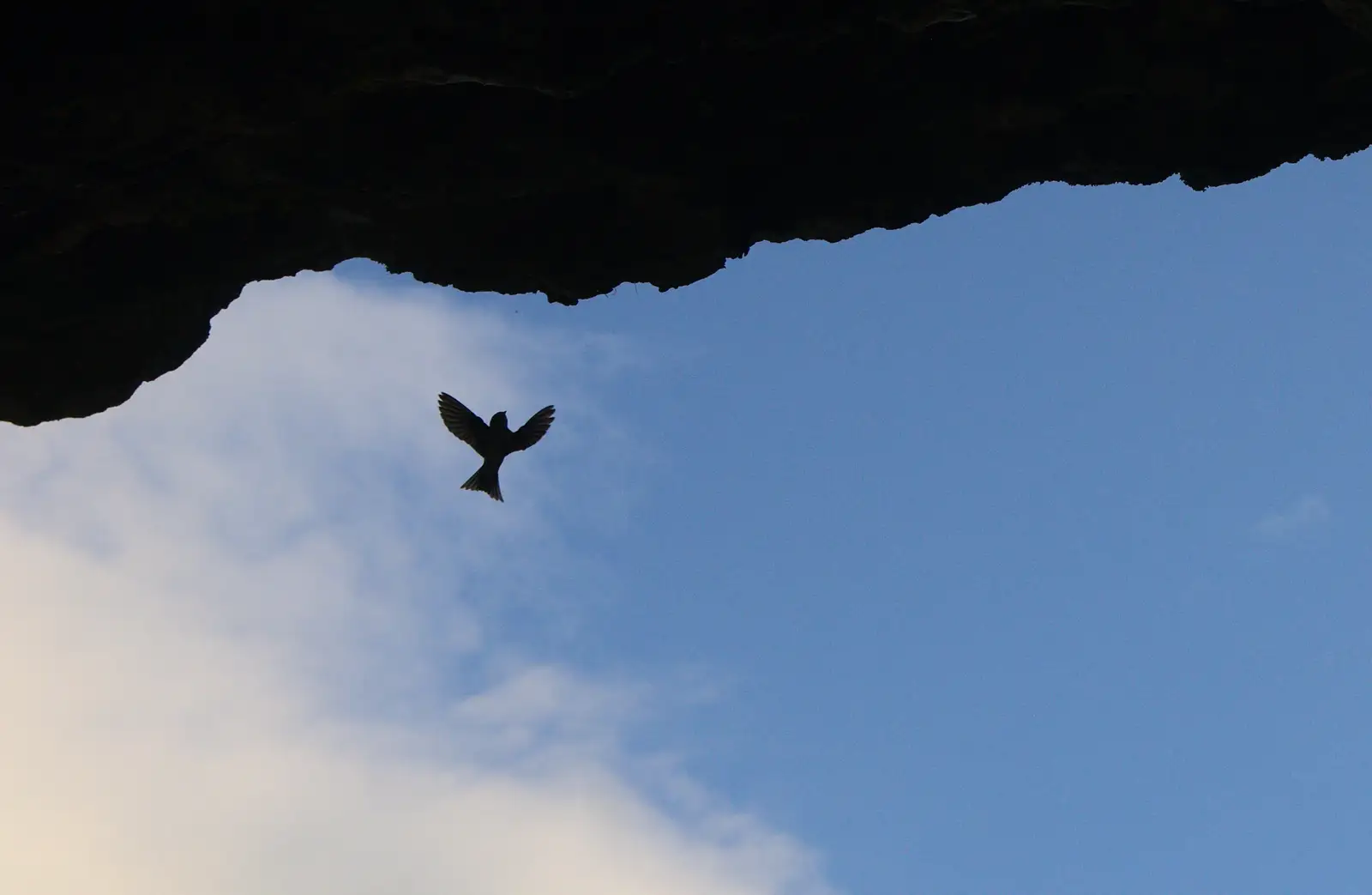 A Housemartin comes back to its nest, from Camping at Silver Strand, Wicklow, County Wicklow, Ireland - 7th August 2014