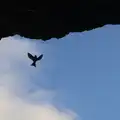 A Housemartin comes back to its nest, Camping at Silver Strand, Wicklow, County Wicklow, Ireland - 7th August 2014