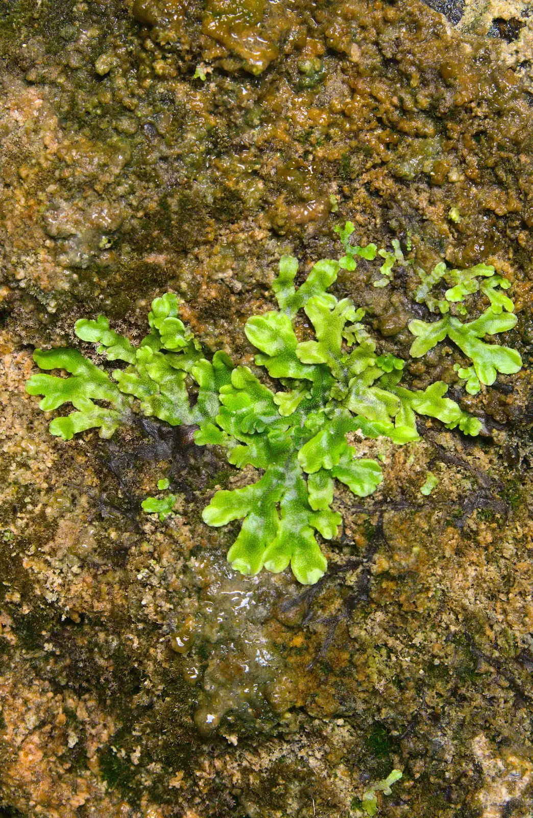 Flat-leaved moss in the cave, from Camping at Silver Strand, Wicklow, County Wicklow, Ireland - 7th August 2014