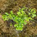 Flat-leaved moss in the cave, Camping at Silver Strand, Wicklow, County Wicklow, Ireland - 7th August 2014