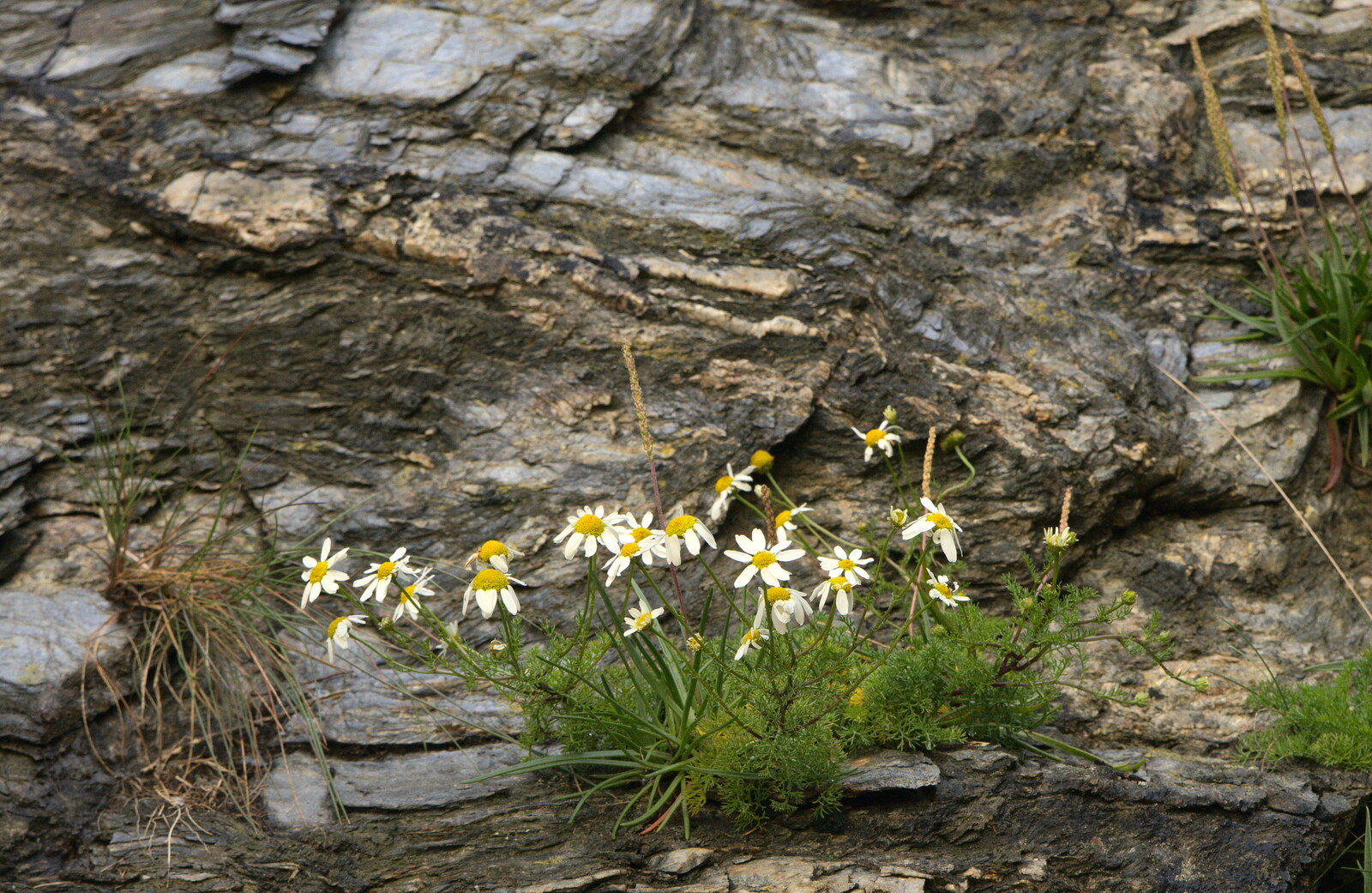 Daisies in the cliff from Camping at Silver Strand, Wicklow, County Wicklow, Ireland - 7th August 2014