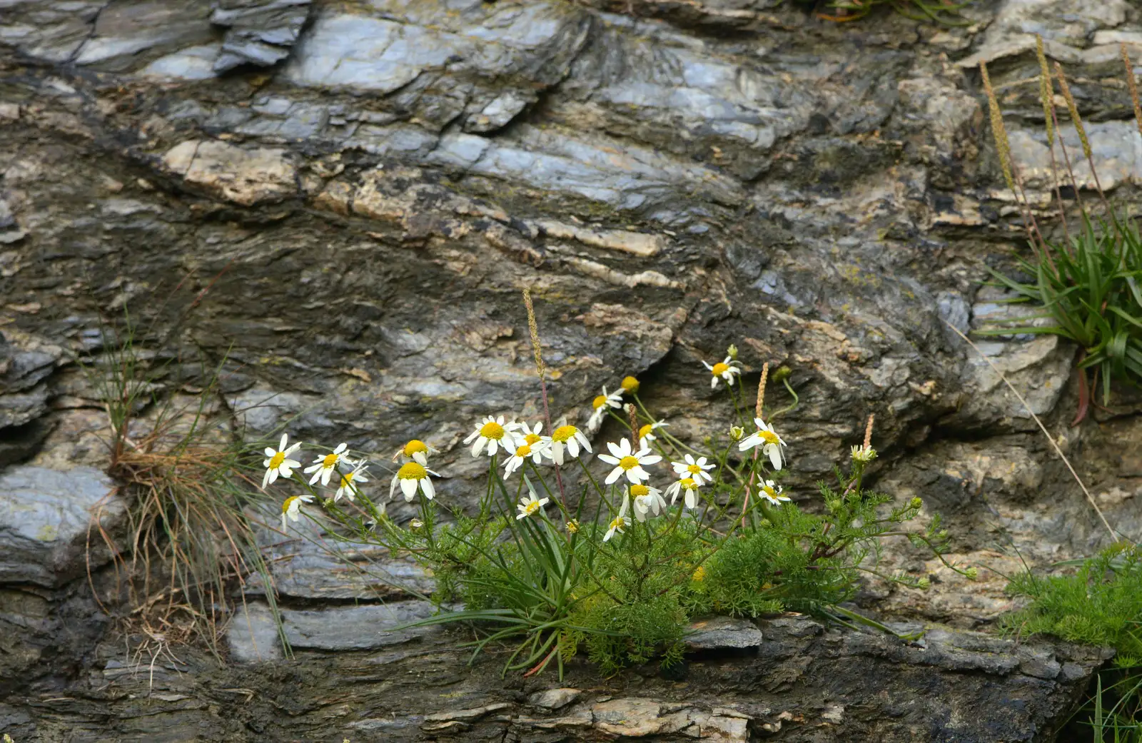 Daisies in the cliff, from Camping at Silver Strand, Wicklow, County Wicklow, Ireland - 7th August 2014