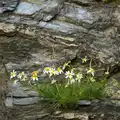 Daisies in the cliff, Camping at Silver Strand, Wicklow, County Wicklow, Ireland - 7th August 2014