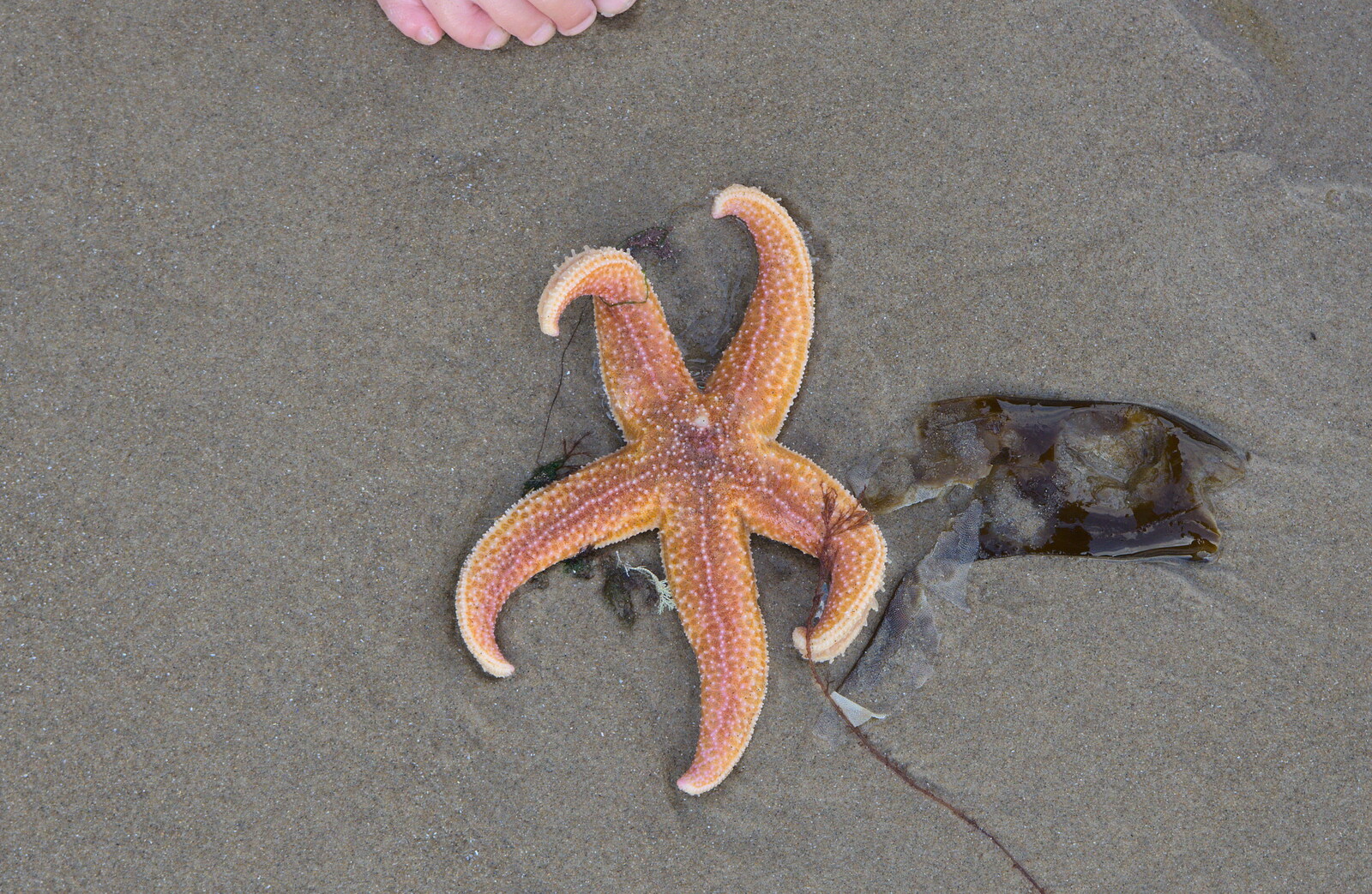A Sea Star is found on the beach from Camping at Silver Strand, Wicklow, County Wicklow, Ireland - 7th August 2014