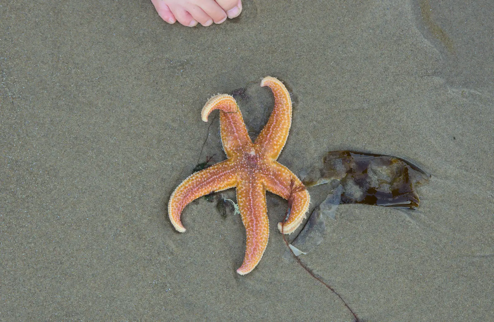 A Sea Star is found on the beach, from Camping at Silver Strand, Wicklow, County Wicklow, Ireland - 7th August 2014