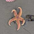 A Sea Star is found on the beach, Camping at Silver Strand, Wicklow, County Wicklow, Ireland - 7th August 2014