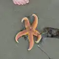 A Sea Star is found on the beach, Camping at Silver Strand, Wicklow, County Wicklow, Ireland - 7th August 2014