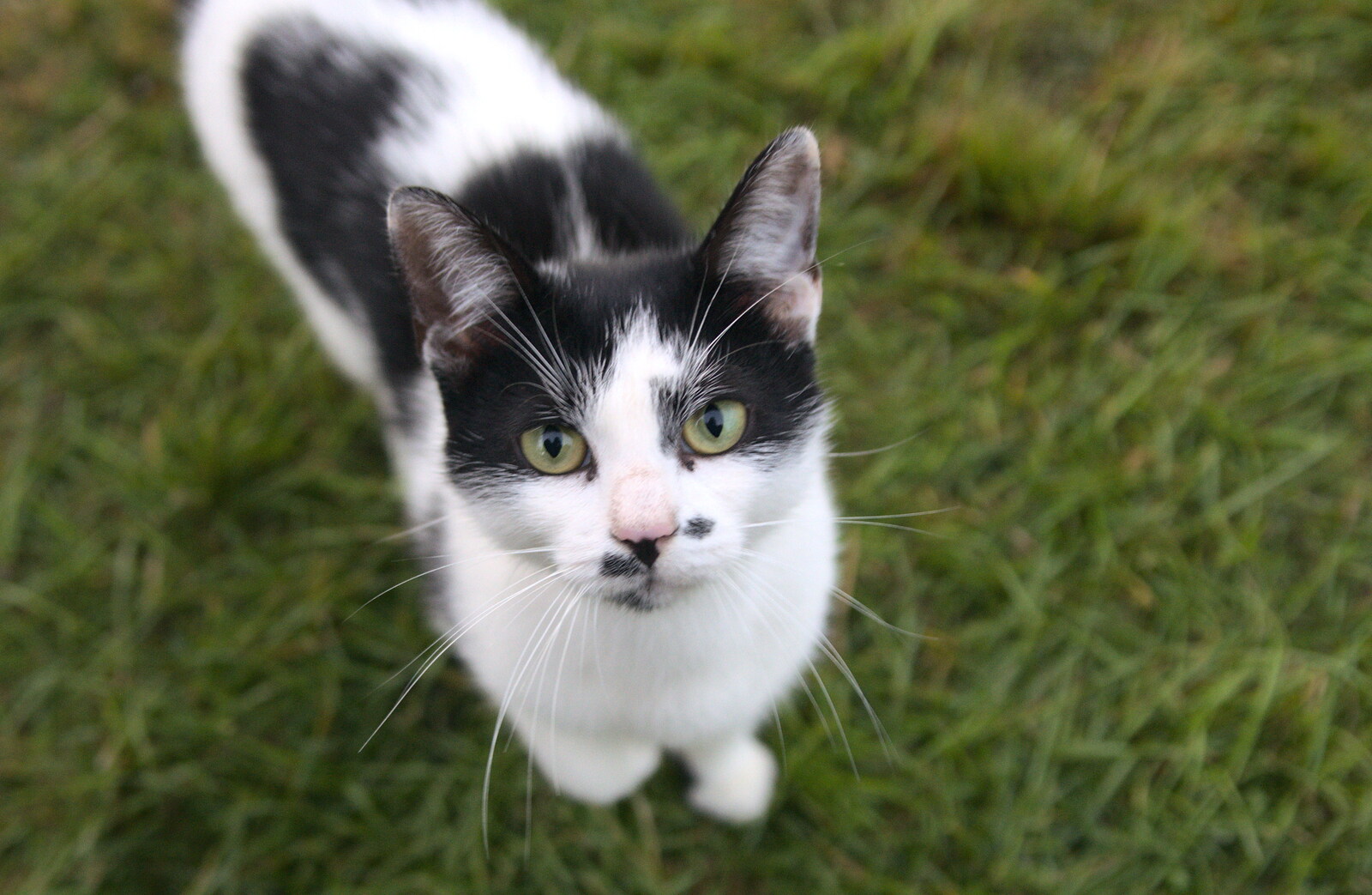 A campsite cat comes over to visit from Camping at Silver Strand, Wicklow, County Wicklow, Ireland - 7th August 2014