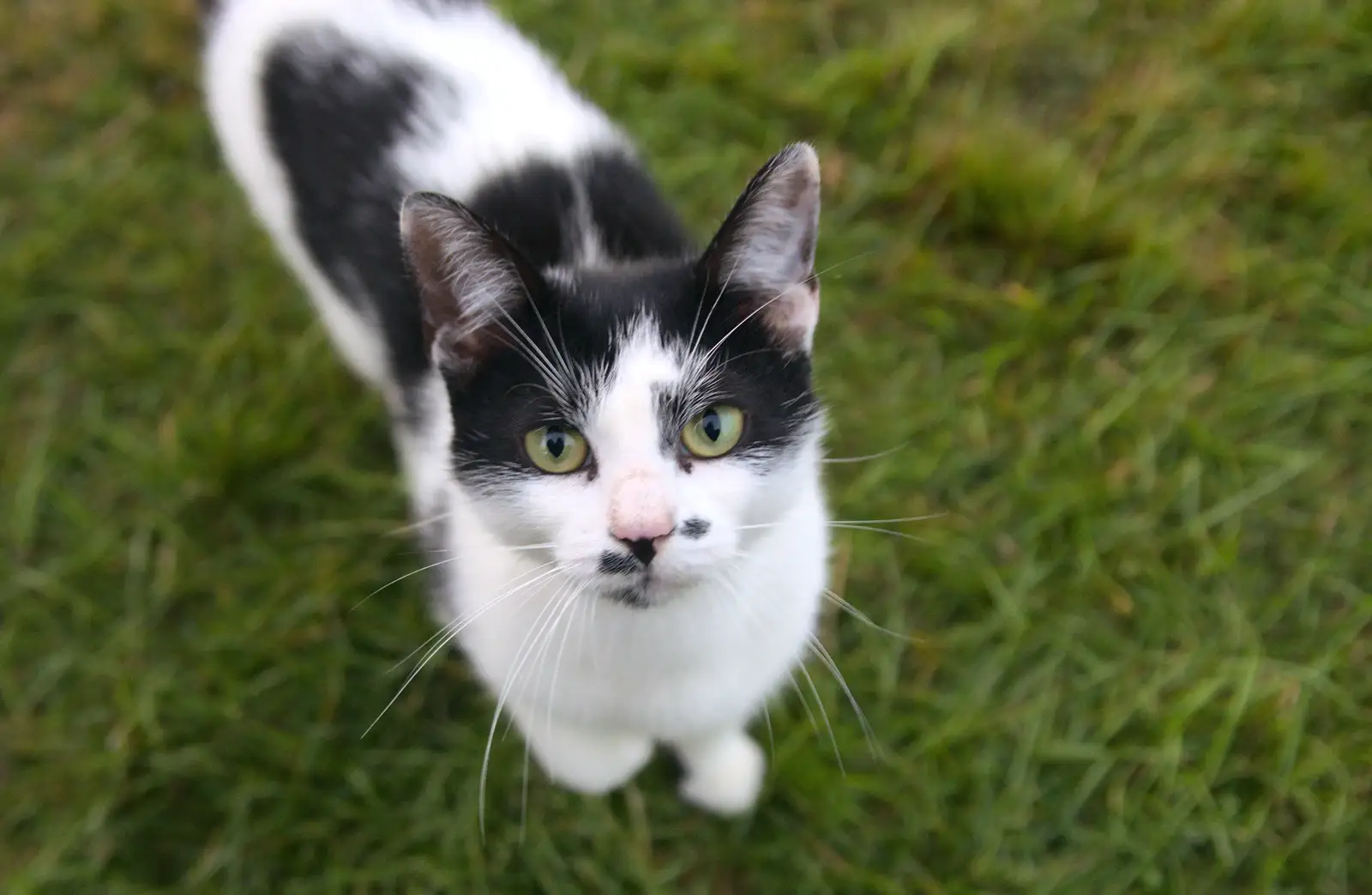 A campsite cat comes over to visit, from Camping at Silver Strand, Wicklow, County Wicklow, Ireland - 7th August 2014