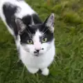 A campsite cat comes over to visit, Camping at Silver Strand, Wicklow, County Wicklow, Ireland - 7th August 2014