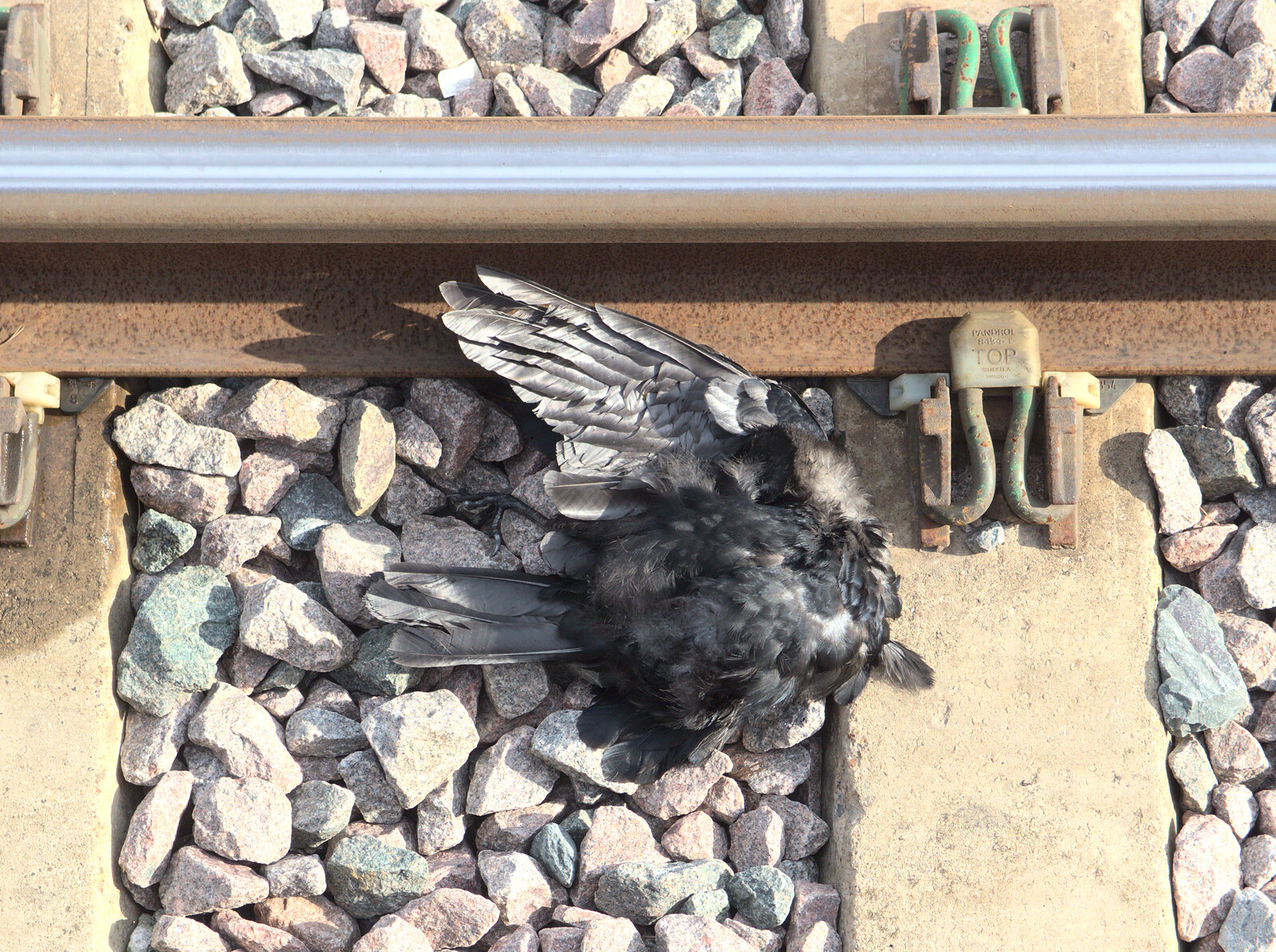 A dead bird on the line adds to the sense of doom from Train Fails, and Pizza Pub, Manningtree and Southwark - 12th August 2014
