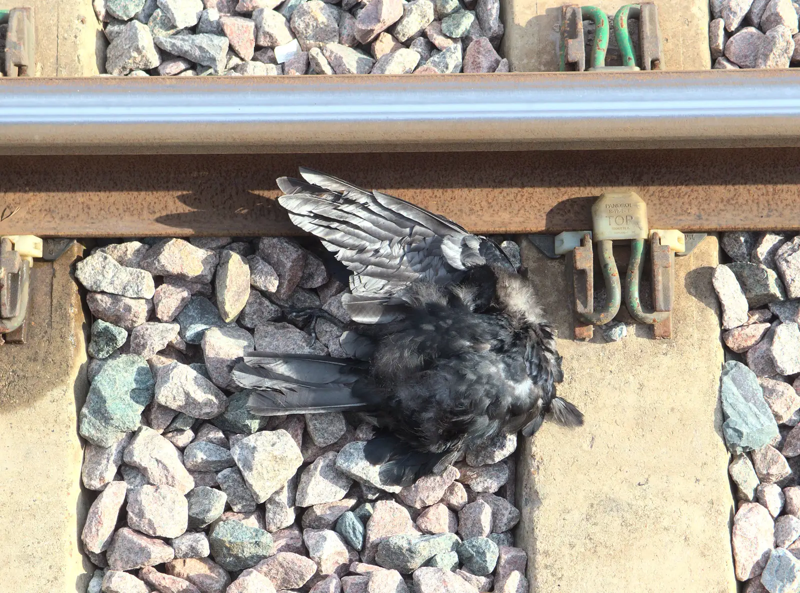 A dead bird on the line adds to the sense of doom, from Train Fails, and Pizza Pub, Manningtree and Southwark - 12th August 2014