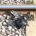 A dead bird on the line adds to the sense of doom, Train Fails, and Pizza Pub, Manningtree and Southwark - 12th August 2014