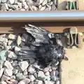 A dead bird on the line adds to the sense of doom, Train Fails, and Pizza Pub, Manningtree and Southwark - 12th August 2014