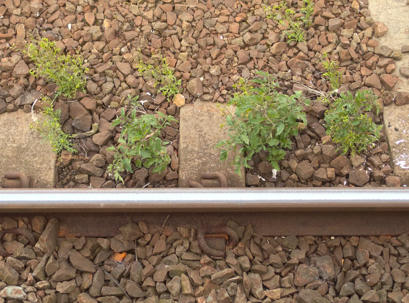 The Poo Tomato plants are coming along nicely, from SwiftKey Innovation Day, and Pizza Pub, Westminster and Southwark - 14th August 2014