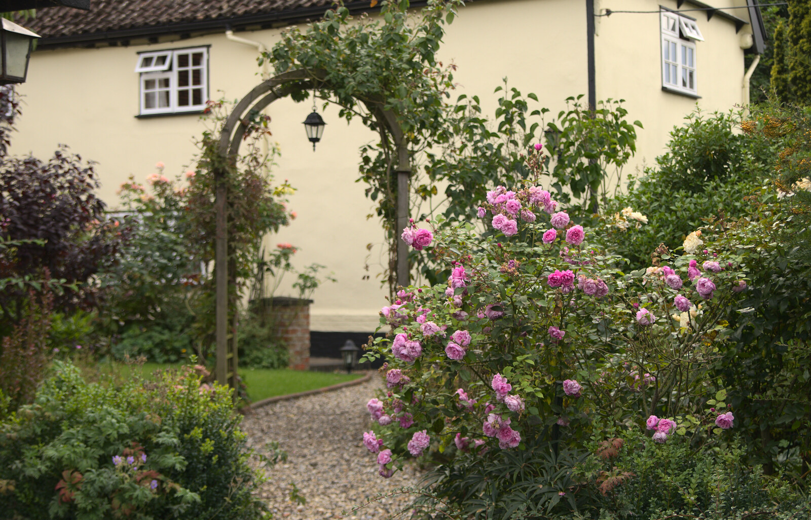 Summer roses from The Oaksmere, and the Gislingham Flower Festival, Suffolk - 24th August 2014