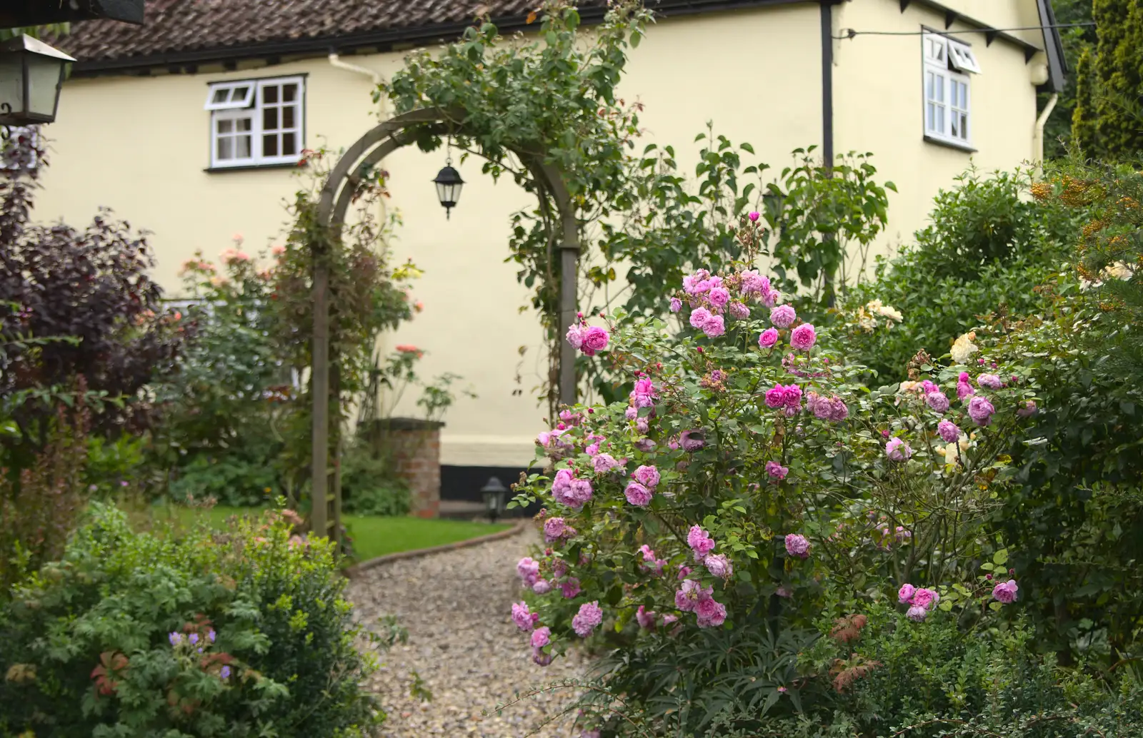 Summer roses, from The Oaksmere, and the Gislingham Flower Festival, Suffolk - 24th August 2014