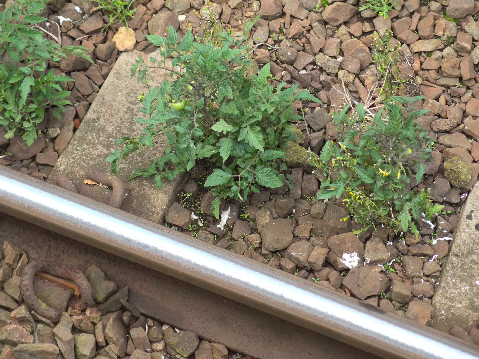 The Poo Tomatoes at Diss are fruiting, from New Railway and a Trip to Ikea, Ipswich and Thurrock - 19th September 2014