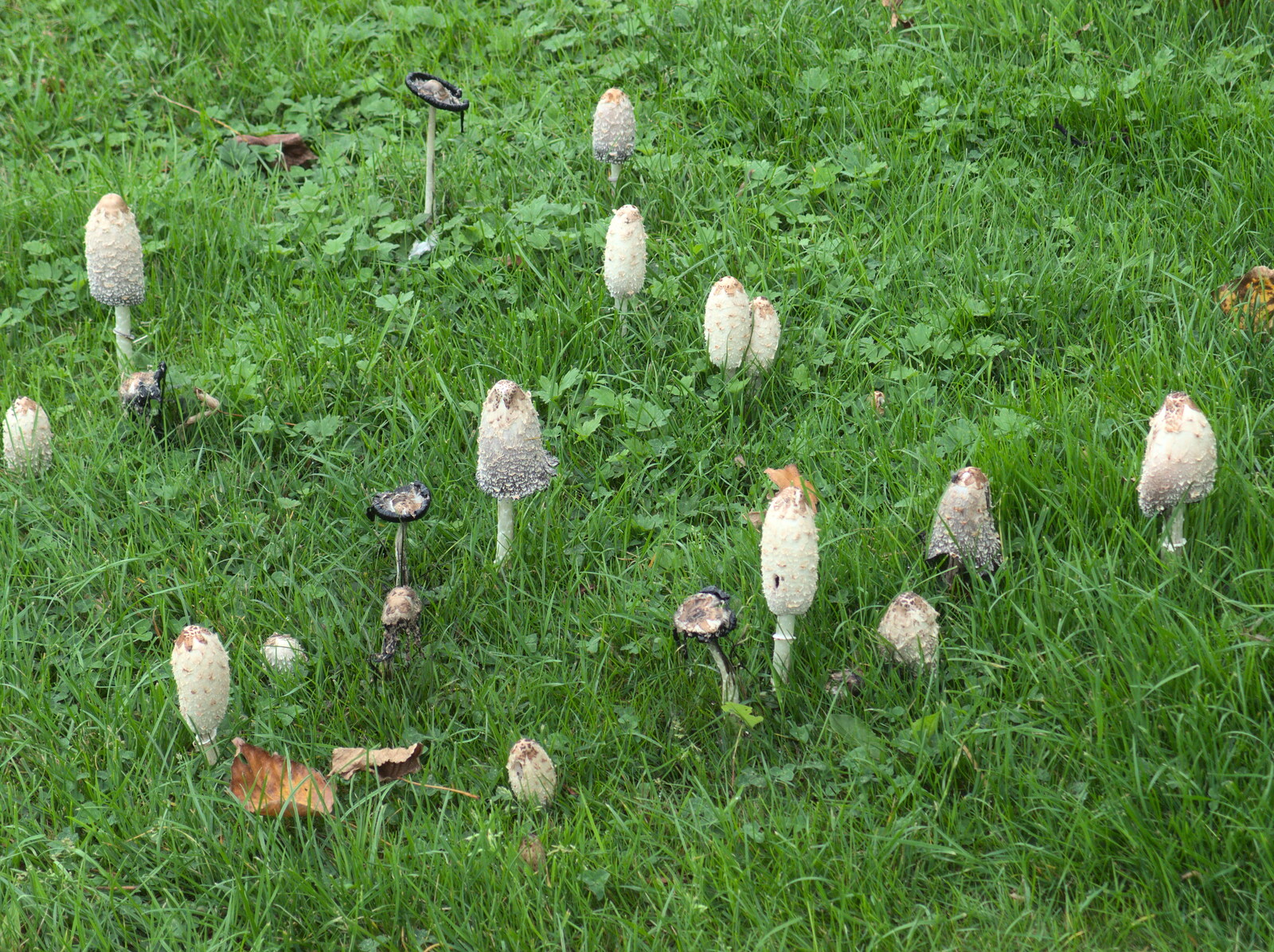 A crop of shaggy ink caps at Place Farm, Stuston from New Railway and a Trip to Ikea, Ipswich and Thurrock - 19th September 2014