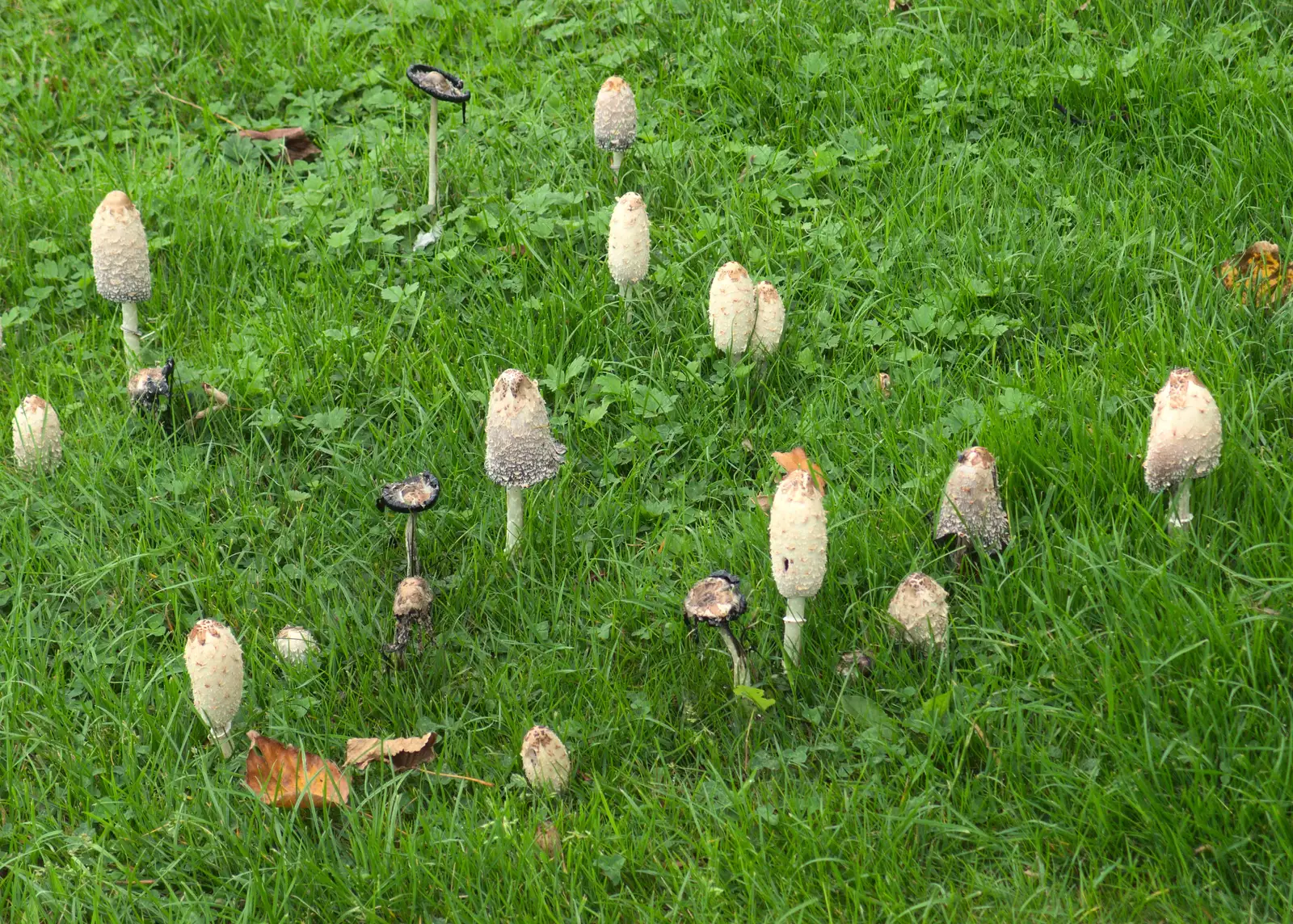 A crop of shaggy ink caps at Place Farm, Stuston, from New Railway and a Trip to Ikea, Ipswich and Thurrock - 19th September 2014