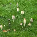 A crop of shaggy ink caps at Place Farm, Stuston, New Railway and a Trip to Ikea, Ipswich and Thurrock - 19th September 2014