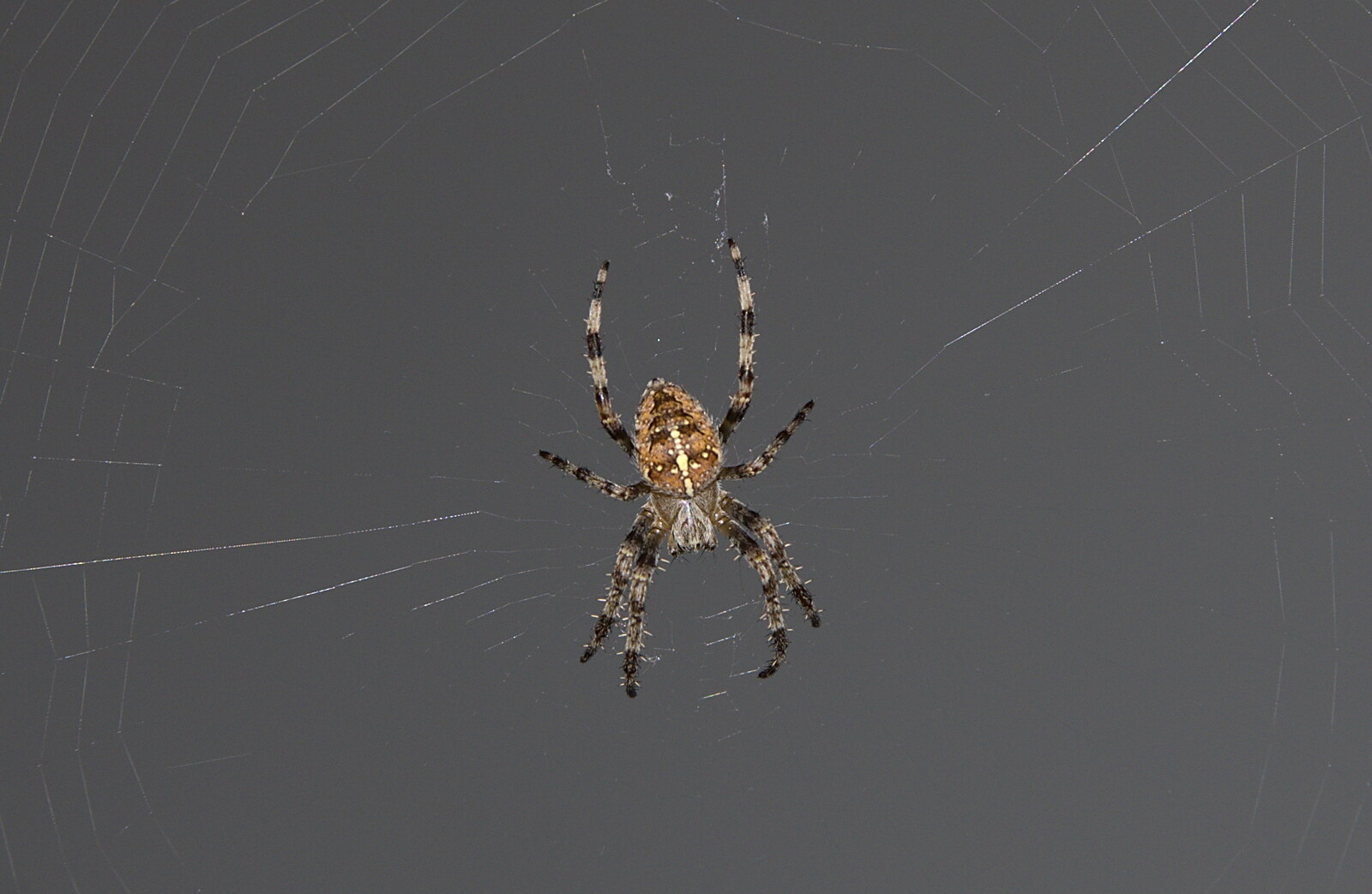 A cool stripey-legged spider from New Railway and a Trip to Ikea, Ipswich and Thurrock - 19th September 2014
