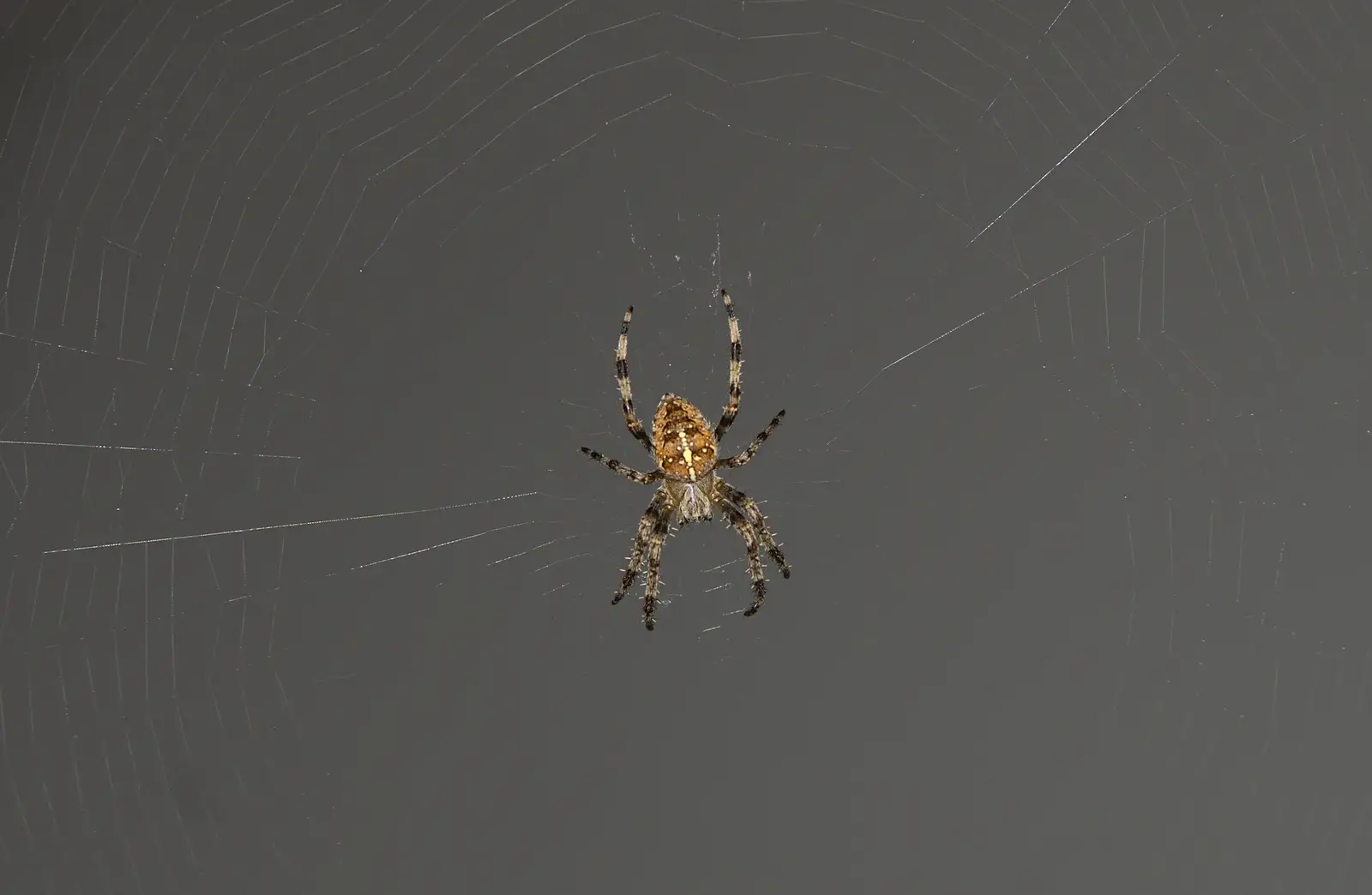 A cool stripey-legged spider, from New Railway and a Trip to Ikea, Ipswich and Thurrock - 19th September 2014